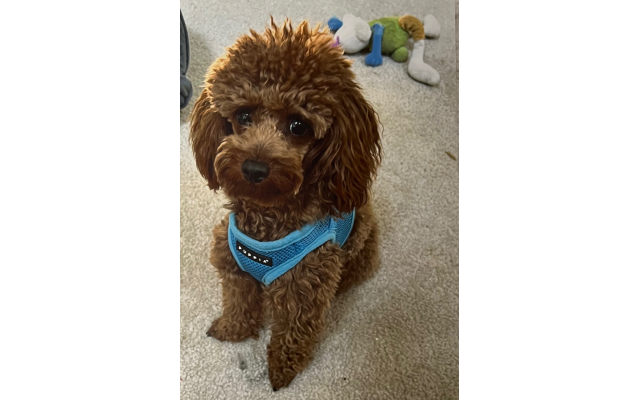 Bentley Friedenberg, 2-year-old Toy Poodle
