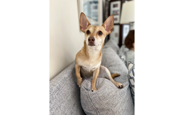 Hannah Reuben, 6-year-old Chihuahua Jack Russell Terrier Designer Mix