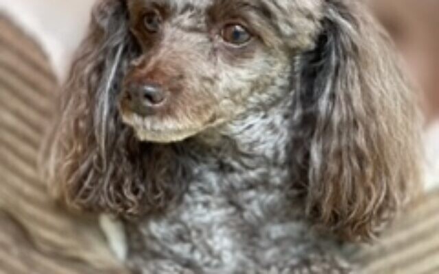 Lily Parris, 10-year-old Toy Poodle