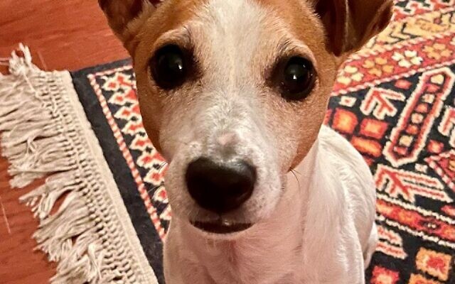 Maddie Mopper, 8-year-old Jack Russell Terrier