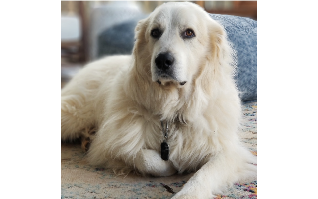 Milo Marks, 12-year-old Pyrenees
