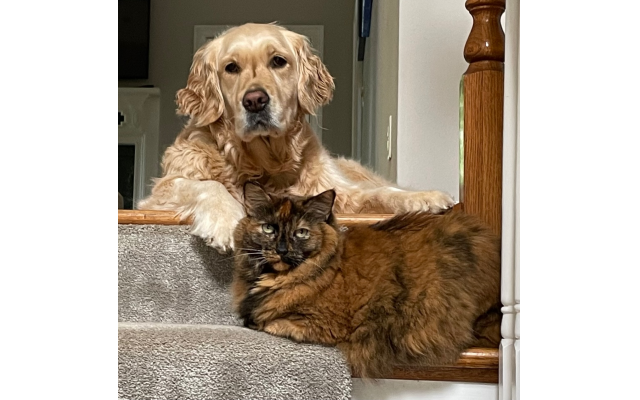 Mynah and Autumn Winokur, 5-year-old Golden Retriever and 12-year-old Tabby Cat
