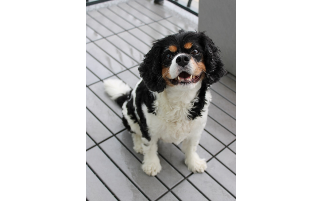 Paxton Brooks, 9-year-old Cavalier King Charles