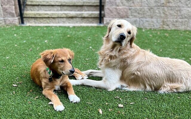 Phoebe and Penny Meyer, 3-year-old & 8-month-old  Golden Retrievers