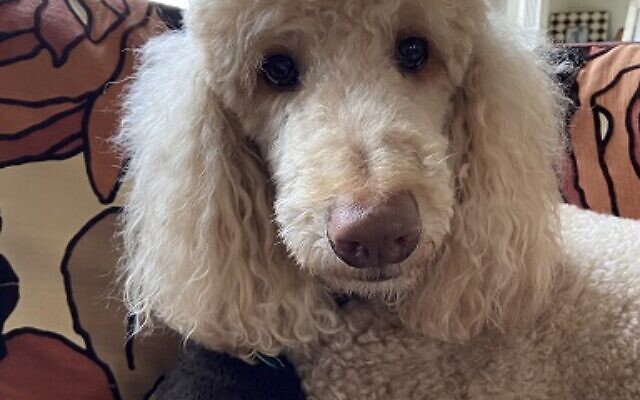 Rusty Cohen, 8-year-old Standard Poodle
