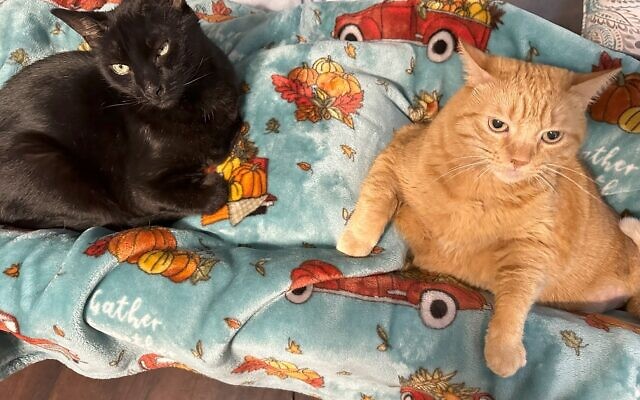 Spazz & Kyya Jennison, 14 & 9 year-old cats