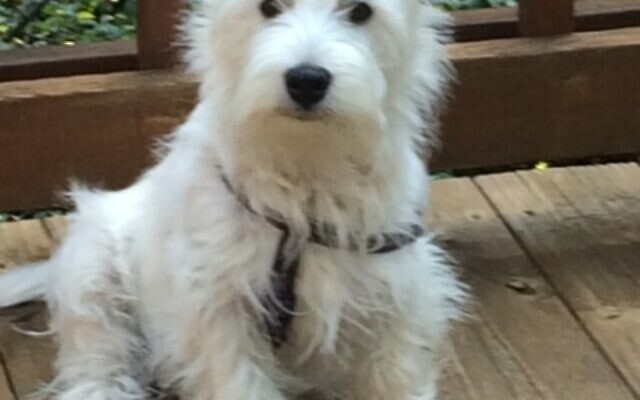 Tucker Ellin, 7-year-old West Highland White Terrier