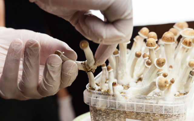 Psilocybin, a psychedelic derived from mushrooms, is being tested in Atlanta for drug-resistant depression.
