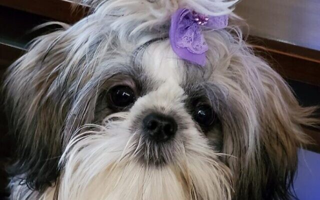 Lovely Lilly Ladinsky
3-year-old Imperial Shih Tzu