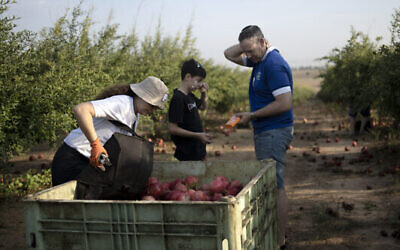 Volunteers take a sunscreen break while picking pomegranates on a farm in Ashkelon, Israel, Oct. 27, 2023 // Photo Credit: Maya Alleruzzo/AP/Times of Israel