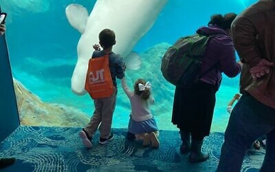 The Georgia Aquarium offers sensory times, headphones, and other accommodations, with some specifically focused on autism.