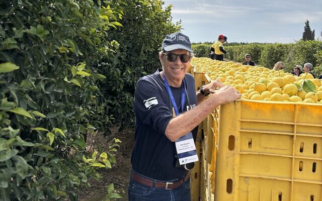 Volunteers picked seven tons of lemons at Sokeda.