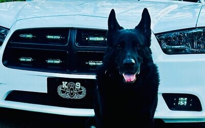 K-9 Logan served with distinction in multiple war zones.