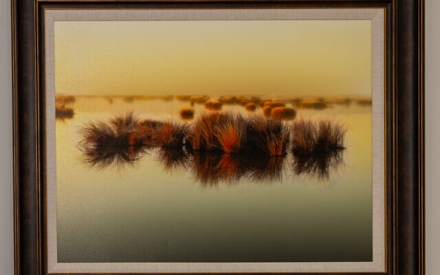 Alan’s photo of Cypress Lake won gold medal in the landscape category in the PX-3 Prix de La Photograph de Paris.