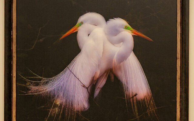The photo of these egrets won Dr. Gardner a Gold Medal in the prestigious PX-3 Prix de La Photograph de Paris world photography competition