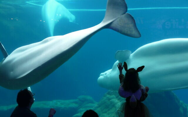 The beluga whales never fail to draw a crowd. The beluga whales never fail to draw a crowd.