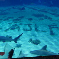 See you next year at the Georgia Aquarium!