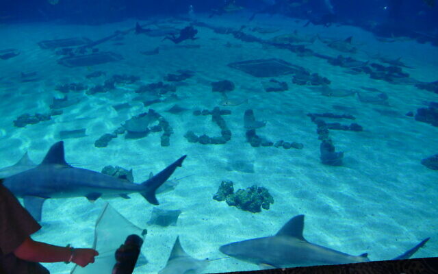 See you next year at the Georgia Aquarium! See you next year at the Georgia Aquarium!