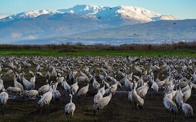 Israel’s Hula Nature Reserve and the nearby Agamon Hula Park are prime destinations for bird watchers.
