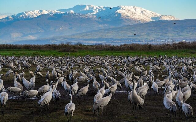 Israel’s Hula Nature Reserve and the nearby Agamon Hula Park are prime destinations for bird watchers. Israel’s Hula Nature Reserve and the nearby Agamon Hula Park are prime destinations for bird watchers.