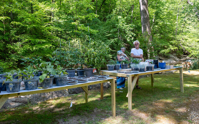 Merle and David Horwitz, poodle lovers, prepare their vegetables for a summer bounty // Photo by Howard Mendel   