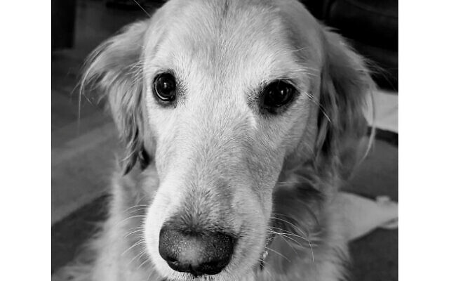 Annie
7-year-old Golden Retriever   
Adam Dreyer of Acworth

Very outgoing, a little bossy at times but a great dog.