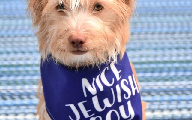 Cover Winner
Churro
6-month-old Maltese/Dachshund mix   
Stephanie Stahlman 
of Midtown

Churro is 8 pounds of Challah eating puppy playfulness. He lives in Midtown Atlanta with his two moms and two teenage human brothers. He was adopted from Homeward Bound Rescue in Blueridge, GA