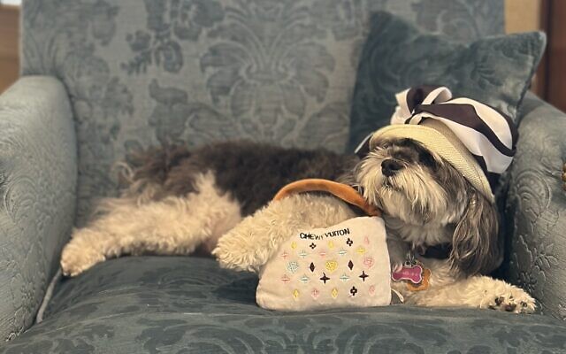 Cosette
8-year-old Havanese   
Pearlann Horowitz 
of Buckhead

Cosette adores playing dress-up, and our matching hats make the occasion even more special. Made for us and inspired by Lady Astor's timeless style, they capture the charm and sophistication of the St. Regis in its earliest days.