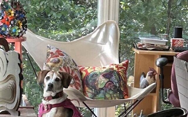 Ditty
13-year-old Beagle   
Bernice Isaac of Marietta

Ditty was kept in a cage for eight years before coming to me. When we lost our sweet Pebbles, I adopted her. She is a fun-loving, sweet beagle who loves to dance and prance around with her stuffed animals.