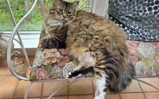 Special "Cat"egory Winner
Doozy
5-year-old Rescue   
Martha Jo and Jerry Katz 
of East Cobb

Saw Doozy in a photo.  We knew she was OUR kitty.  Her DNA shows she is a mixture of Rag Doll, Maine Coon, Egyptian and MORE!  She loves her purple mouse and pink sock.