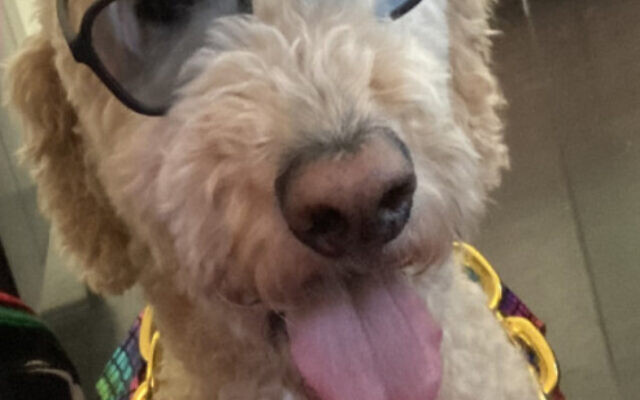 Dr. Invisible
6-year-old Golden Doodle   
Matt and Liz Ames  
of Inman Park 

He’s a fluffy muppet