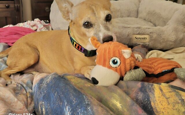 Dyna
13-year-old Mixed Rescue   
Lissie Stahlman 
of Brookhaven

Dyna is a 23 lb. bundle of love who has been with me since she was 10 weeks old. She is granddog to my mom who will be 102 in July. Dyna is the love of my life.