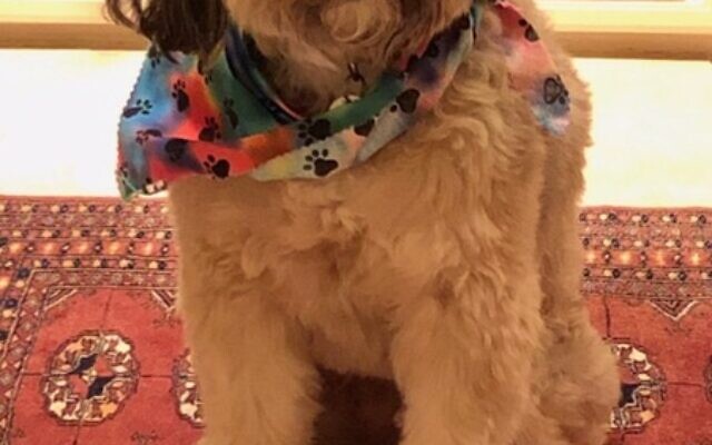 Ella
14-year-old Rescue   
Lisa & Kenny Gordon 
of Dunwoody

Sweet as sugar! Ella loves walks with best friend, Chewy, rides happily in the car and joins family vacations. A true lady, she’ll gladly work for food because she’s always hungry and loves everyone.
