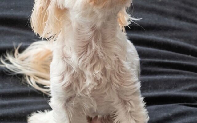 Elli
12/13-year-old Maltese   
Shelly Kaplan of Buckhead

Elli, a sweet 4-pound dog, was abandoned during the COVID pandemic. Elli has disabled back legs and can’t jump, but she still runs. She can’t completely roll over, but she still wants belly rubs.