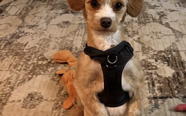 Ginger
3-year-old Cavachon   
Laurie and Jonathan Gaby 
of Dunwoody

Ginger loves everyone and everything.  He is amazing with kids.  His favorite activities are feng sui of his bed and pillows, and stealing paper towels.