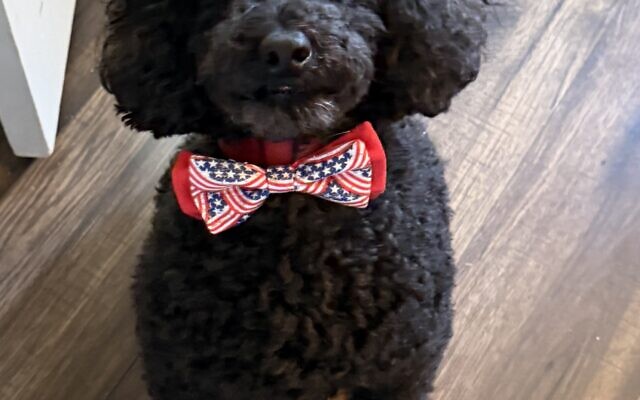 Guinness
9.5-year-old Miniature Poodle   
Hallie Pinstein
of Buckhead

Guinness is a labrador trapped in a poodle’s body. He’s obsessed with playing fetch. He loves playing with any kind of ball!