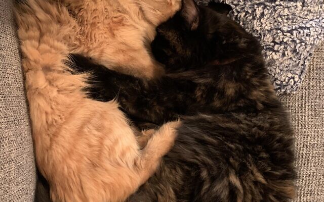 Hobbes and Scout
7-year-old Cats   
Eliza Cherry of Dunwoody

They’re both adorable cuddle bugs. Scout is crazy at times, obsessed with popcorn, and a princess who loves to be pet. Hobbes is slightly cross eyed, a total goofball, and sometimes I wonder if she’s the reincarnation of my late dog Latke!