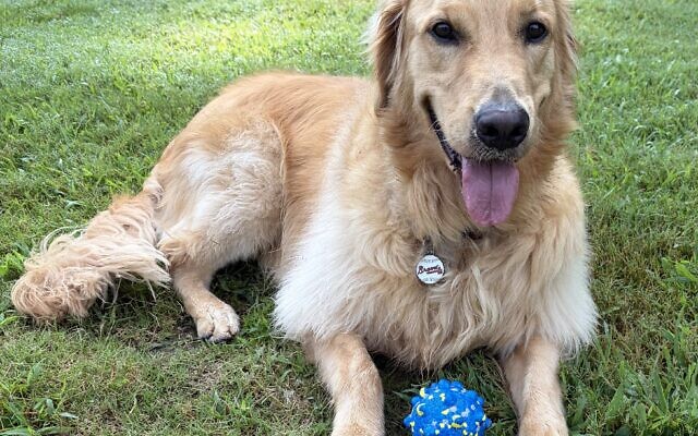 Homer
3-year-old Golden Retriever    
Barry Ritz 
of Sandy Springs

Homer is a handsome Golden Retriever who thinks everyone is a new friend. A regular at our local CVS drive-thru, he works his charms for treats, leaving smiles wherever he goes.