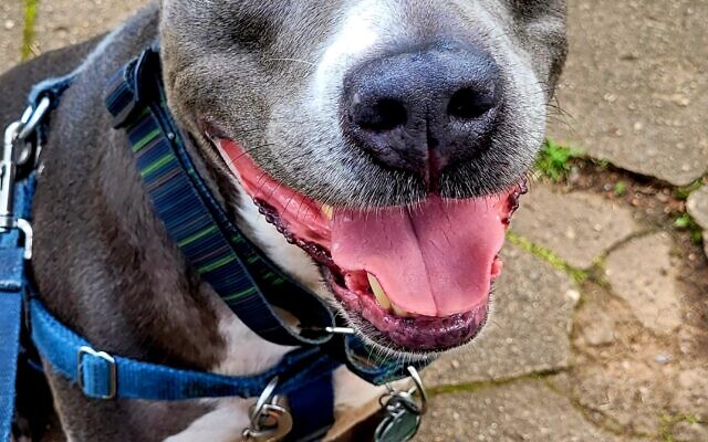 Homie
8-year-old 
American Staffordshire Terrier   
Traci Sampson  
of East Atlanta Village

Homie is a happy, sweet boy who loves everyone-people and dogs! He enjoys long walks, car rides, squeaky toys, the kiddie pool, and REALLY loves peanut butter. Homie is also Canine Good Citizen certified!