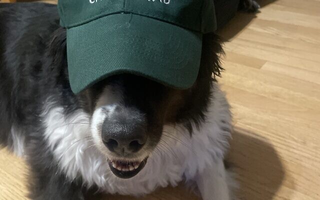 Huckleberry
Beauregard
6-year-old Australian shepherd    
The Williams family  
of Toco Hills

Huck is the sweetest dog though a bit on the rambunctious side.  His favorite activity is listening to the books we read with our grandsons.