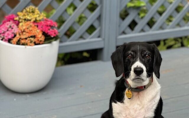 Junie B. 
9-year-old 
Rescue- Beagle/Spaniel mix    
Jamie and Ilan Weismark 
of Peachtree Corners

Junie B. was named after the children’s book character, Junie B. Jones. Just like her namesake, she is mischievous and silly. She is now a big sister to a human puppy, and she has been so gentle.