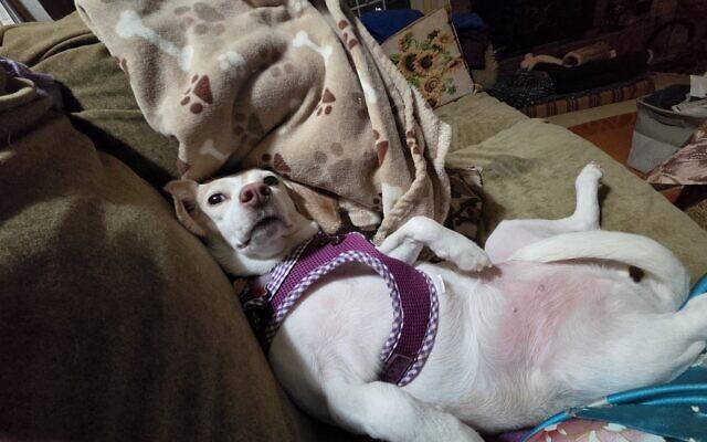 Ktana
7-year-old Lemon Beagle   
Esther Shultz of Roswell

She's a rescue from Angels Among Us. Loves to keep me company in the kitchen when I'm cooking. Sleeps next to me in bed. She inadvertently makes me laugh a lot with some of her actions.