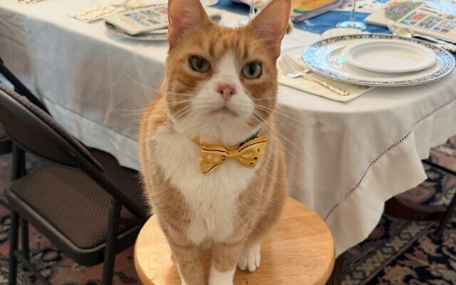 Lanier
14-year-old Cat   
Charna Perloe and Howard Kaufman of Virginia Highland

They call me Lanier.  Here I am helping prepare for the Paws-over seder.  I think I'm 14 years old, but I play like a little kitten.  People love me because I'm so cute, chill, and I give free hugs!