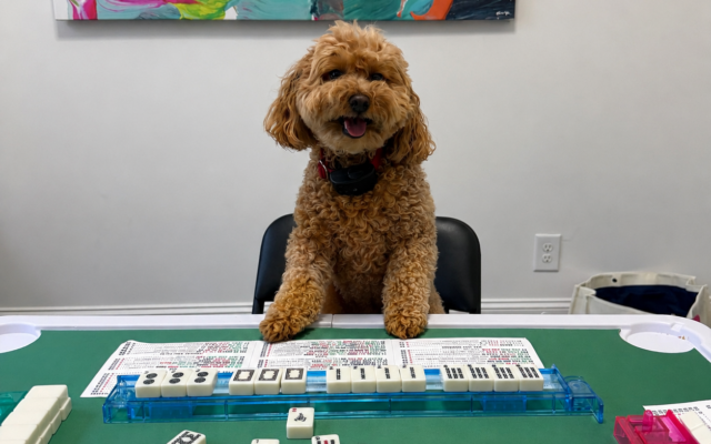 2nd Place
Lexi
6-year-old Schnoodle   
Stacey and Darren Davis of Dunwoody

Lexi loves playing with her toys, chasing birds and rabbits, and being wherever her people are. One of her favorite things is sitting with her family while everyone plays Mahjong.