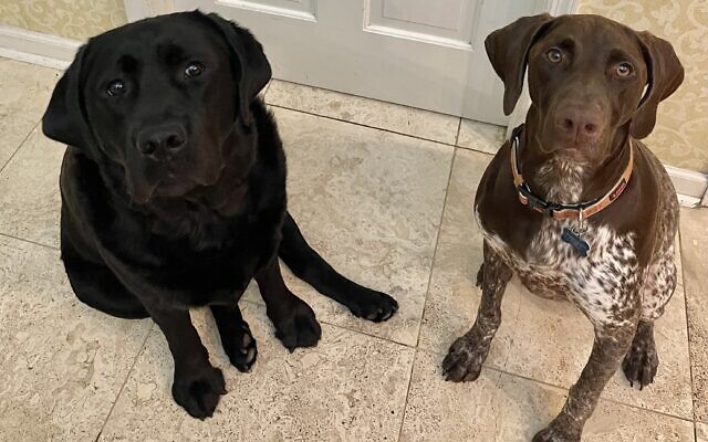 Lily and Breaker
5 and 8-year-old German shorthair pointer and Labrador Retriever    
Amy Rosenberg 
of Dunwoody

Lily loves chasing any thing that moves: balls, frisbee, squirrel, bird!! Breaker  is  the sweetest boy who loves a good backscratch.