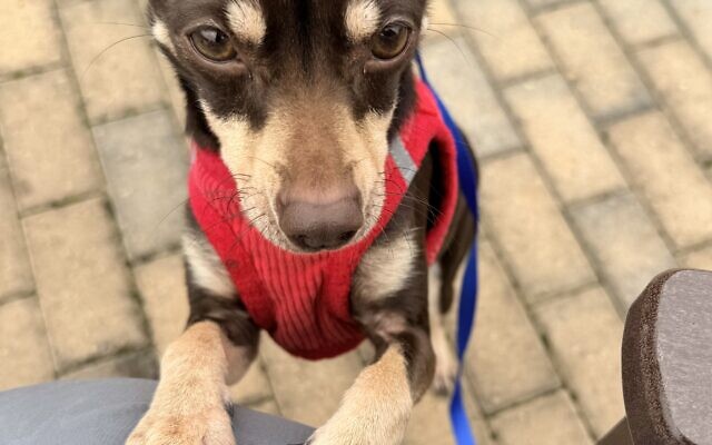 Lottie
1.5-year-old 43% Chihuahua, 41% Dachshund, & 16% Pug   
Harvey Kaufman 
of East Cobb

When excited she dances on her hind legs and then plops down on her back.