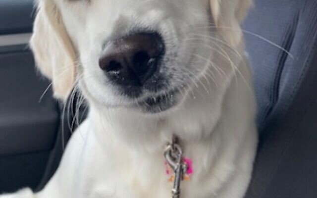 Luna
5-year-old English Cream Golden Retriever    
Alanna Grossman 
of Sandy Springs

Luna is the sweetest and happiest little girl! She loves everyone she meets! She will greet you with her “Lamby” & loves to brawl with us-when she’s in the mood!