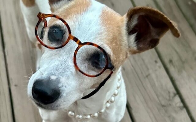 1st Place 
Maddie
11-year-old Jack Russell terrier   
Jenny and Jonny Mopper of Dunwoody

Maddie is very energetic for a senior pup! She loves trips to Temple Sinai’s preschool and Home Depot. We just try to keep up with her!