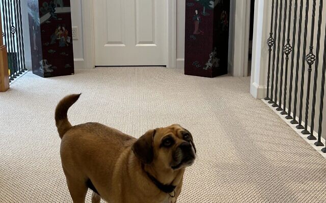 Mazel
6-year-old Puggle  
Susanne Katz Karlick and Philip Karlick 
of Sandy Springs

Mazel is full of love and loves to make friends