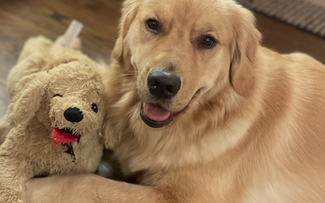 Milly
2-year-old Golden Retriever   
Kathie and Sid Gottlieb 
of Johns Creek

Meet Milly, our 2-year-old golden! She loves the beach, long walks, and swiping shoes (never chews them). Neighborhood kids can’t resist her.